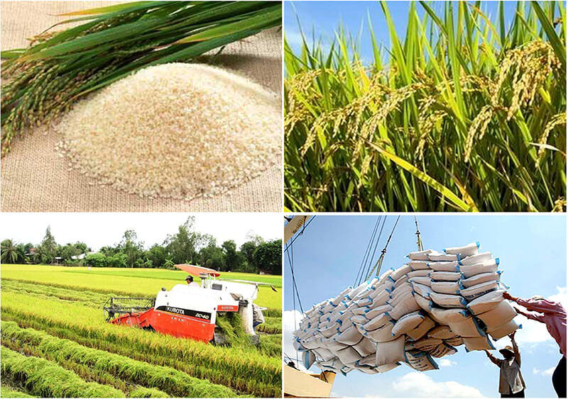 Việt Nam hiện là nước xuất khẩu gạo lớn thứ ba thế giới, đây là tín hiệu tốt cho cổ phiếu lương thực